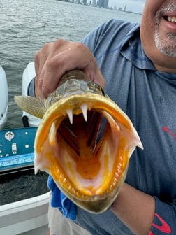 Fishing in Miami, Florida