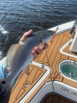 Red Grouper fishing in Little River, South Carolina