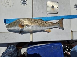 Fishing in Cedar Key, Florida