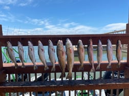 Redfish fishing in Corpus Christi, Texas