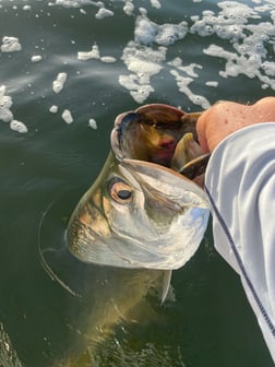 Tarpon fishing in Jacksonville Beach, Florida