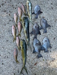 Lionfish, Triggerfish, Vermillion Snapper Fishing in Key Largo, Florida