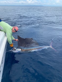 Sailfish fishing in Puerto Jiménez, Puntarenas Province