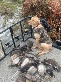 Northern Pintail Fishing in Port Aransas, Texas