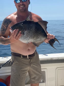 Triggerfish Fishing in Pensacola, Florida