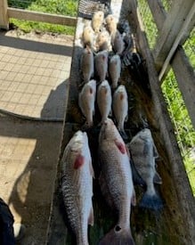 Redfish Fishing in Venice, Louisiana