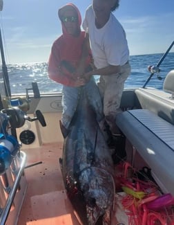 Bluefin Tuna Fishing in San Diego, California