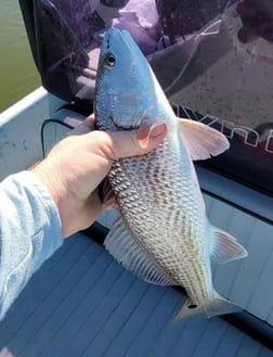 Redfish Fishing in Golden Meadow, Louisiana