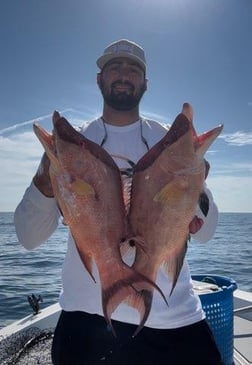 Kingfish Fishing in St. Petersburg, Florida