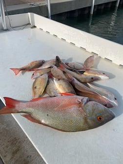 Lane Snapper, Mutton Snapper Fishing in Key West, Florida