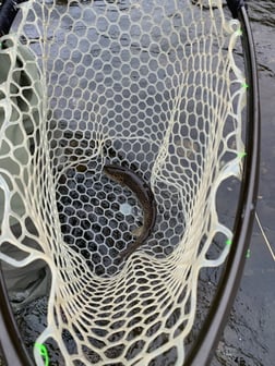 Rainbow Trout Fishing in Broken Bow, Oklahoma