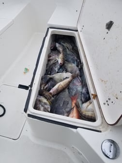 Black Seabass, Scup / Porgy, Triggerfish Fishing in Wrightsville Beach, North Carolina