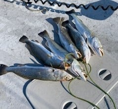 Black Drum, Flounder, Redfish, Speckled Trout Fishing in Ingleside, Texas