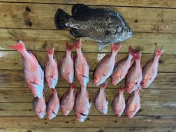 Tripletail Fishing in Buras, Louisiana