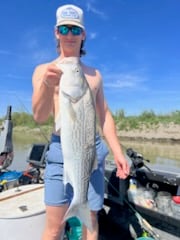 Hybrid Striped Bass Fishing in Anderson, California