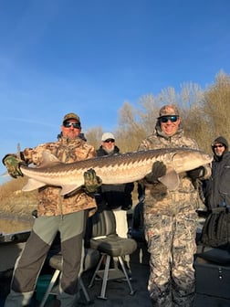 Sturgeon Fishing in Anderson, California