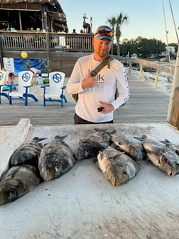 Sheepshead Fishing in Orange Beach, Alabama