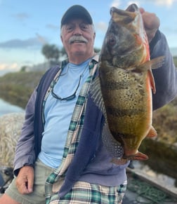 Peacock Bass Fishing in Delray Beach, Florida