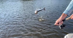 Tarpon Fishing in Jupiter, Florida