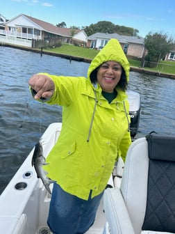 Hardhead Catfish Fishing in League City, Texas