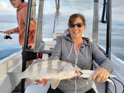 Mangrove Snapper, Scup / Porgy, Sheepshead Fishing in Sarasota, Florida