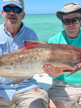 Sarasota 1/2 Day Trip - 18' Sea Fox