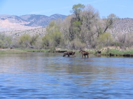 Jefferson River Float