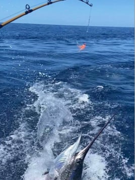 Billfish, Wahoo, Mahi & Tuna