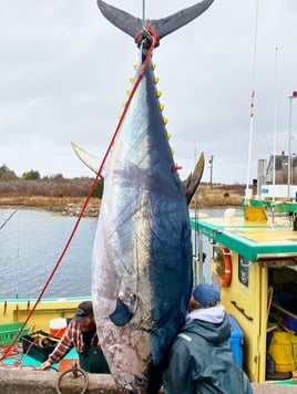 Yellowfin Tuna Fishing in Canso, Canada