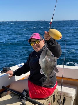 Triggerfish Fishing in Shalimar, Florida