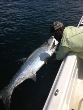 Tarpon Fishing in St. Petersburg, Florida