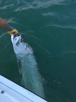 Holmes Beach Tarpon Trip