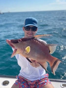 Hog Fishing in Holmes Beach, Florida