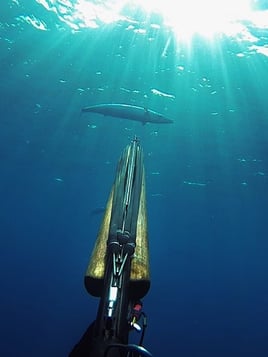 Blue Water Spearfishing Trip