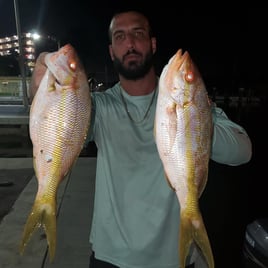 Yellowtail Snapper Fishing in Hillsboro Beach, Florida