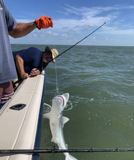 Nearshore Sharks