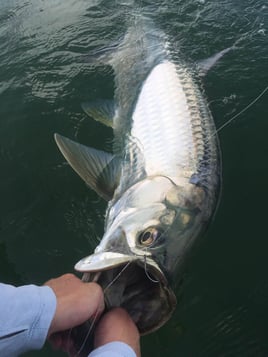 Summerland Key Tarpon Fishing