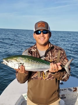 False Albacore Fishing in Beaufort, North Carolina