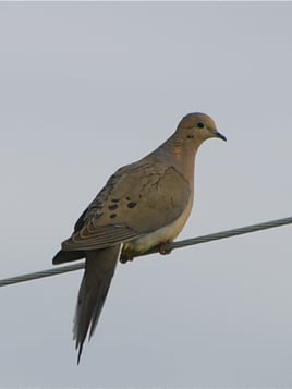 South Texas Dove Hunt with Lodging