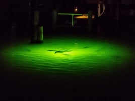 Dock Light Fly Fishing