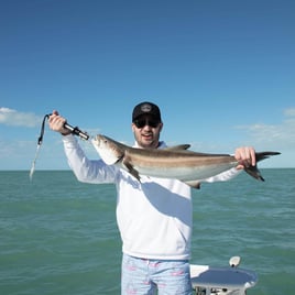 Cobia Fishing in Key West, Florida