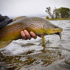 Finest Fly-Fishing Guides - Sheridan