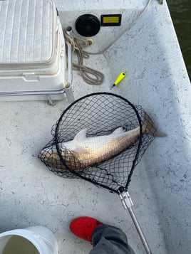 Texas City Inshore Roundup