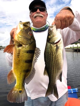 Hybrid Striped Bass, Peacock Bass Fishing in Delray Beach, Florida