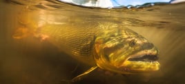 Golden Dorado Fishing in Santa Cruz, Bolivia