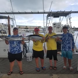 Barracuda, Blackfin Tuna Fishing in Key West, Florida