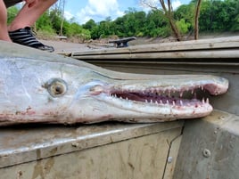 Alligator Gar Fishing in Corsicana, Texas