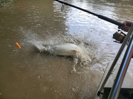 Gar Fishing Trip