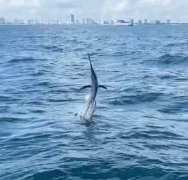 Miami Beach Sportfishing Trip