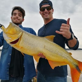 Golden Dorado Fishing in Young, Uruguay